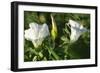 Shades of Nature 6-Gordon Semmens-Framed Photographic Print