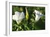 Shades of Nature 6-Gordon Semmens-Framed Photographic Print