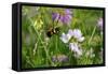 Shades of Nature 9-Gordon Semmens-Framed Stretched Canvas