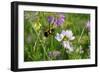 Shades of Nature 9-Gordon Semmens-Framed Photographic Print