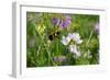 Shades of Nature 9-Gordon Semmens-Framed Photographic Print