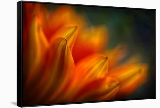 Shades of Orange-Ursula Abresch-Framed Stretched Canvas