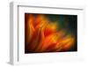 Shades of Orange-Ursula Abresch-Framed Photographic Print