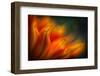 Shades of Orange-Ursula Abresch-Framed Premium Photographic Print