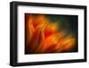 Shades of Orange-Ursula Abresch-Framed Premium Photographic Print