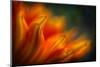 Shades of Orange-Ursula Abresch-Mounted Premium Photographic Print