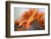 Shades of Orange-Heidi Westum-Framed Photographic Print