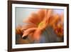 Shades of Orange-Heidi Westum-Framed Photographic Print