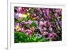 Shades of Pink-Philippe Sainte-Laudy-Framed Photographic Print