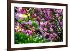 Shades of Pink-Philippe Sainte-Laudy-Framed Photographic Print