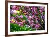 Shades of Pink-Philippe Sainte-Laudy-Framed Photographic Print