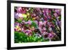 Shades of Pink-Philippe Sainte-Laudy-Framed Photographic Print