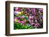 Shades of Pink-Philippe Sainte-Laudy-Framed Photographic Print