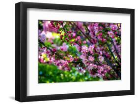 Shades of Pink-Philippe Sainte-Laudy-Framed Photographic Print