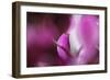 Shades Of Pink-Incredi-Framed Giclee Print