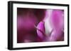 Shades Of Pink-Incredi-Framed Giclee Print