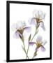 Shades of Purple Iris-Judy Stalus-Framed Art Print