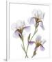 Shades of Purple Iris-Judy Stalus-Framed Art Print
