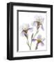 Shades of Purple Iris-Judy Stalus-Framed Art Print