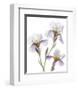 Shades of Purple Iris-Judy Stalus-Framed Art Print