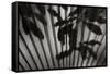 Shadow 3-Lee Peterson-Framed Stretched Canvas