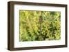 Shadow Darner, Aeshna umbrosa, Illinois-Richard & Susan Day-Framed Photographic Print