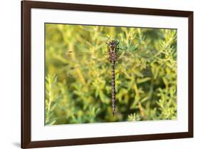 Shadow Darner, Aeshna umbrosa, Illinois-Richard & Susan Day-Framed Premium Photographic Print