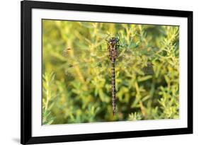 Shadow Darner, Aeshna umbrosa, Illinois-Richard & Susan Day-Framed Premium Photographic Print