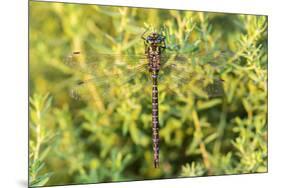 Shadow Darner, Aeshna umbrosa, Illinois-Richard & Susan Day-Mounted Premium Photographic Print