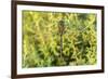 Shadow Darner, Aeshna umbrosa, Illinois-Richard & Susan Day-Framed Photographic Print