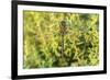 Shadow Darner, Aeshna umbrosa, Illinois-Richard & Susan Day-Framed Photographic Print