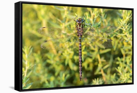 Shadow Darner, Aeshna umbrosa, Illinois-Richard & Susan Day-Framed Stretched Canvas