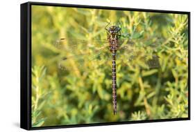 Shadow Darner, Aeshna umbrosa, Illinois-Richard & Susan Day-Framed Stretched Canvas