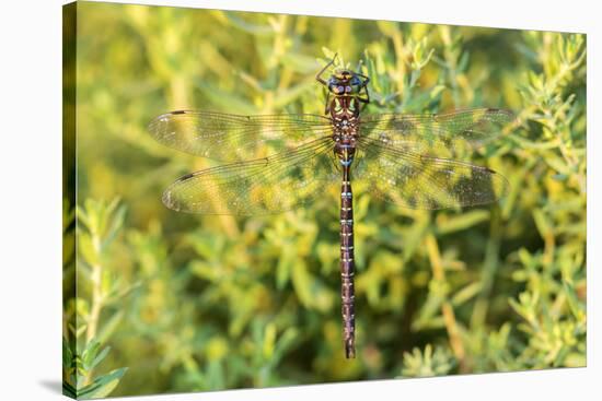 Shadow Darner, Aeshna umbrosa, Illinois-Richard & Susan Day-Stretched Canvas