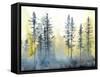 Shadow Forest I-Chariklia Zarris-Framed Stretched Canvas