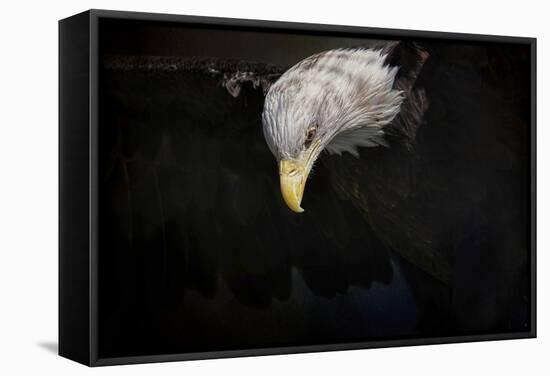 Shadow Hunter Bald Eagle-Jai Johnson-Framed Stretched Canvas