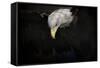 Shadow Hunter Bald Eagle-Jai Johnson-Framed Stretched Canvas