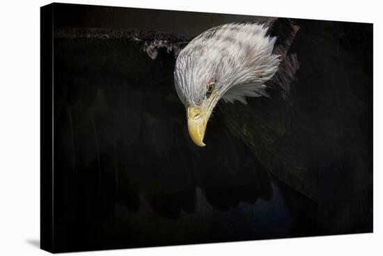 Shadow Hunter Bald Eagle-Jai Johnson-Stretched Canvas