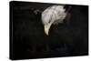 Shadow Hunter Bald Eagle-Jai Johnson-Stretched Canvas