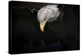 Shadow Hunter Bald Eagle-Jai Johnson-Stretched Canvas