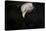 Shadow Hunter Bald Eagle-Jai Johnson-Stretched Canvas