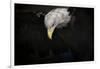 Shadow Hunter Bald Eagle-Jai Johnson-Framed Giclee Print