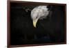 Shadow Hunter Bald Eagle-Jai Johnson-Framed Giclee Print