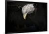 Shadow Hunter Bald Eagle-Jai Johnson-Framed Giclee Print