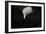 Shadow Hunter Bald Eagle-Jai Johnson-Framed Premium Giclee Print