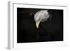 Shadow Hunter Bald Eagle-Jai Johnson-Framed Premium Giclee Print