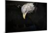 Shadow Hunter Bald Eagle-Jai Johnson-Mounted Premium Giclee Print