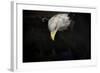 Shadow Hunter Bald Eagle-Jai Johnson-Framed Giclee Print