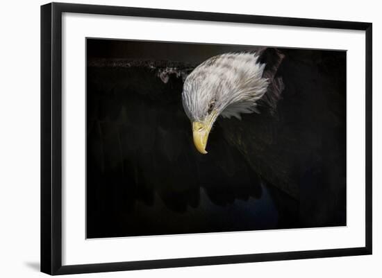 Shadow Hunter Bald Eagle-Jai Johnson-Framed Giclee Print