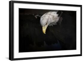 Shadow Hunter Bald Eagle-Jai Johnson-Framed Giclee Print